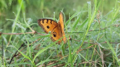 Orange Butterfly on Dewy Grass