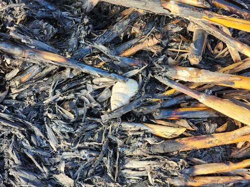 Close-Up of Burned Plant Remains and Ashes