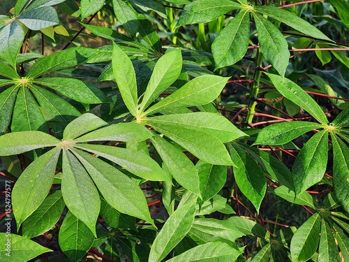 Vibrant Green Cassava Leaves with Dew Drops