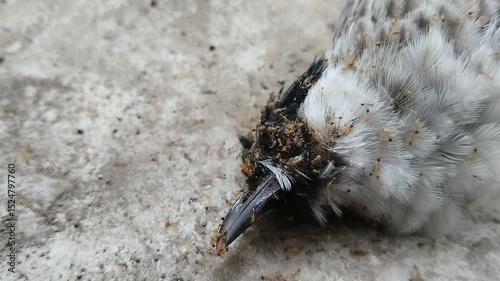 bird carcass eaten by ants. Ants play a role in accelerating the decomposition of carcasses by eating them.