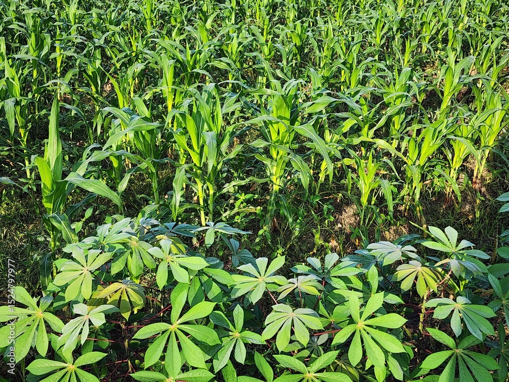 Fototapeta premium Lush Green Cassava and Corn Plants in a Field
