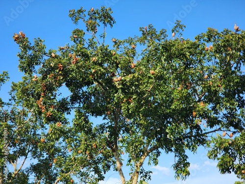 Green Tree with Brown Fruits Against a Vivid Blue Sky