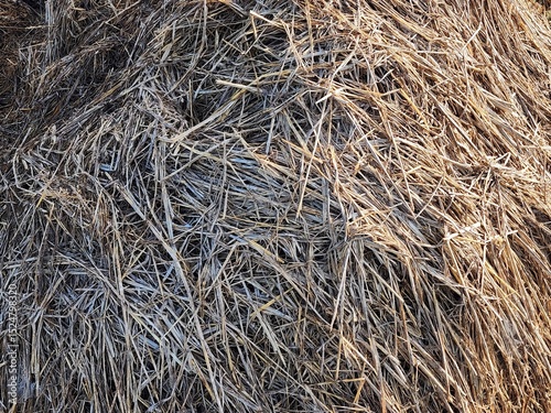 Detailed Close-Up of Dry Hay Texture