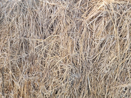 Detailed Close-Up Texture of Dried Hay or Straw