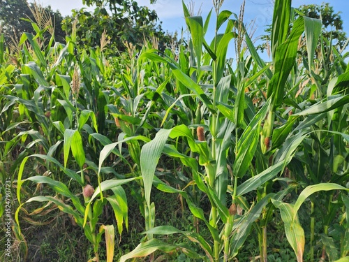 Lush Green Cornfield on a Sunny Day