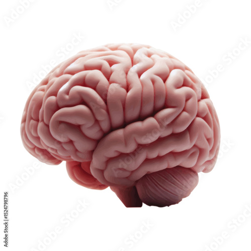 human brain isolated on white