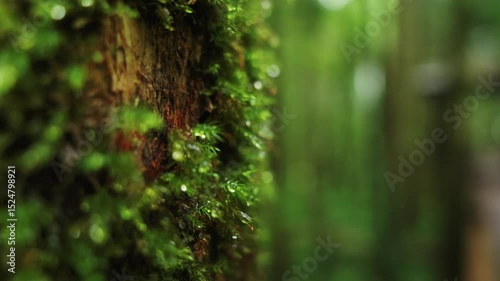Close-up of vibrant moss on a tree trunk in a serene forest.