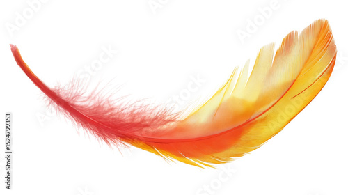 Delicate Feather Drawing