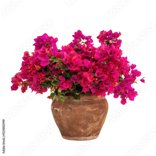 Vibrant pink bougainvillea in terracotta pot isolated on transparent background