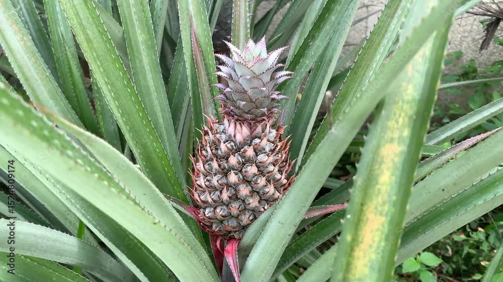 pineapple on the vine