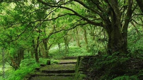 peaceful forest trail surrounded by lush greenery
