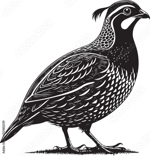 quail bird Vector Illustration, Sketch Drawing Line Linear Symbol Icon Engraving Coloring Book, Hand-drawn Black and White Isolated