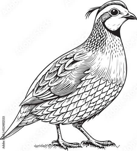 quail bird Vector Illustration, Sketch Drawing Line Linear Symbol Icon Engraving Coloring Book, Hand-drawn Black and White Isolated