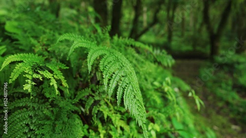 peaceful forest trail surrounded by lush greenery