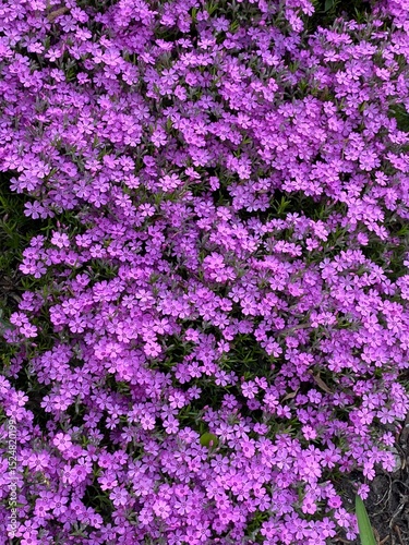 pink flowers in the garden