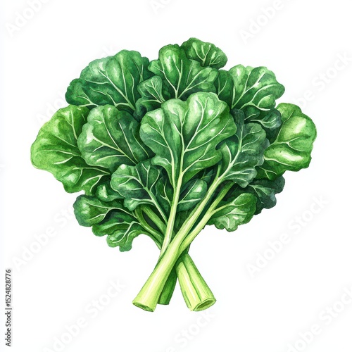 Fresh green leafy vegetables displayed on white background for healthy eating and cooking inspirations