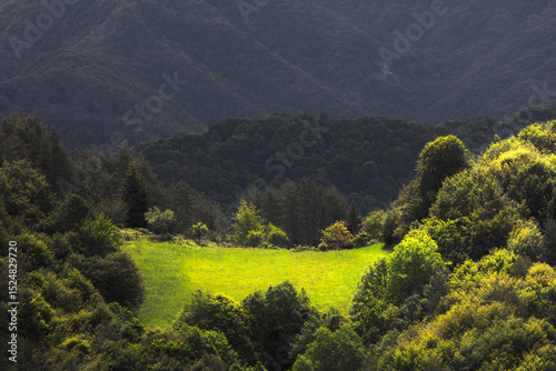 Lush green meadow in a middle of a forest