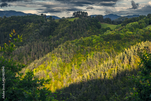 The last sunlight over a forest