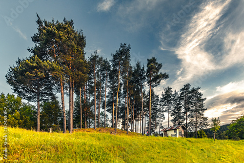 Small shed under tall pine trees