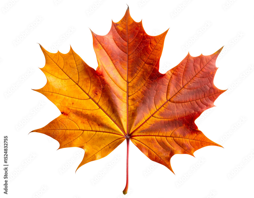 Fototapeta premium “Autumn Maple Leaf with Gradient Orange and Red Hues, PNG”.