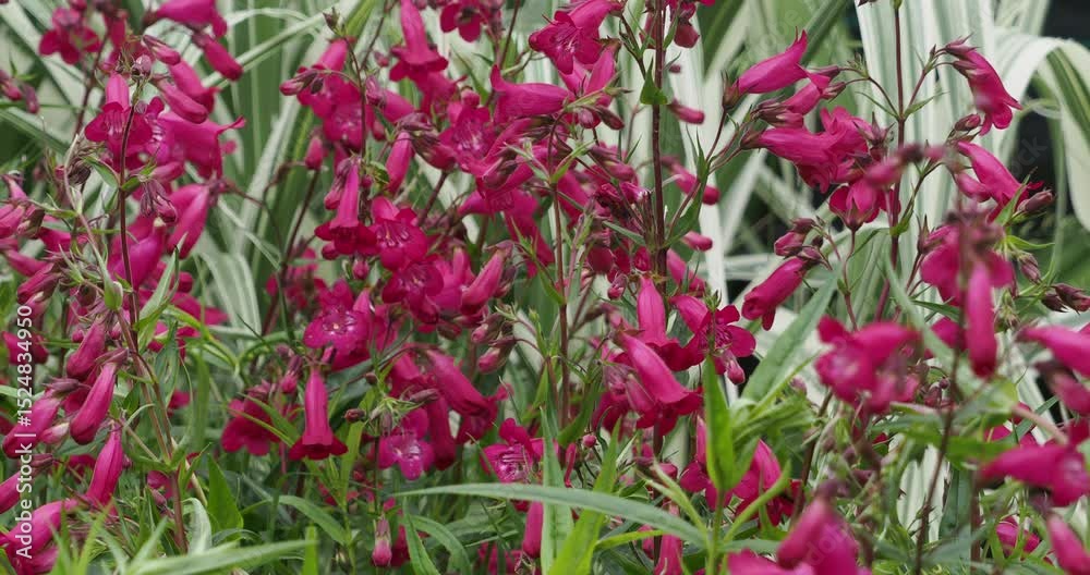 Penstemon 'Garnet' hybride. Plante buissonnante réputée pour ses fleurs tubulaires rouge grenat, pendantes sur des tiges ornées de fines feuilles lancéolées et attirant les pollinisateurs
