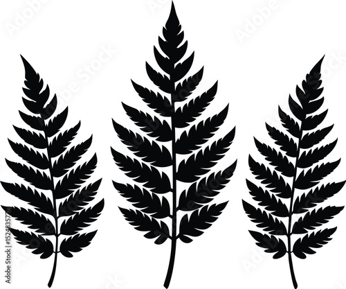 Fern leaves silhouettes vector, Leaf fern silhouettes vector illustration