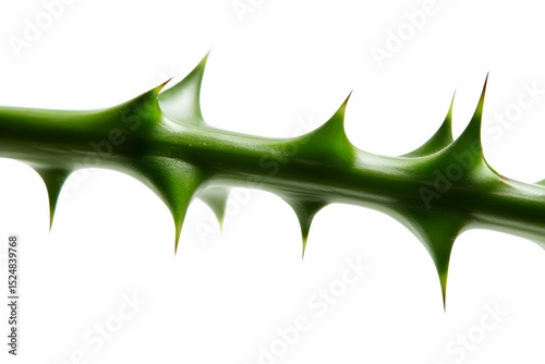 Close-up of a prickly plant spoke on a sleek green stalk.