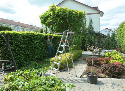 Minsk, Belarus - June 01, 2025. Man trims branches in maple tree backyard garden. Gardening, tools and lifestyle. Landscaping, green fencing.