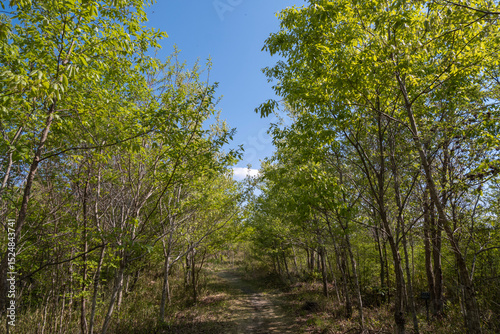 晴れた日の新緑の山道