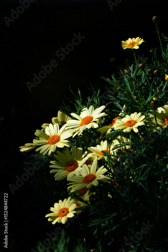 Gelbe Sommer-Margerite