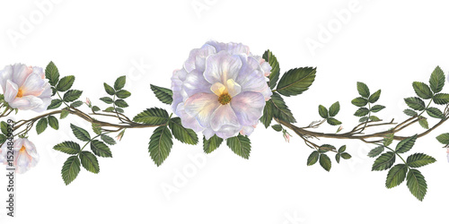 Rosehip flowers, branches and leaves. Horizontal watercolor seamless border. Illustration isolated on white background. Seamless border, pattern isolated from background.