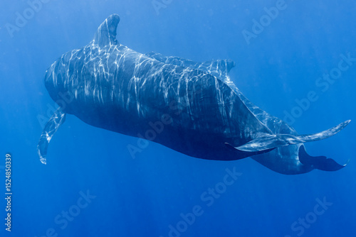Power and Poise. Pilot Whale Slices Through the Blue