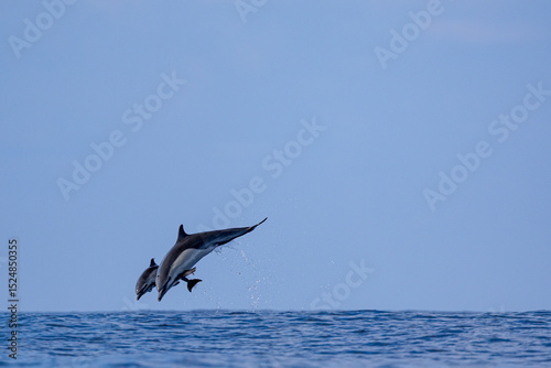 Dolphins in mid-air leap above the open sea