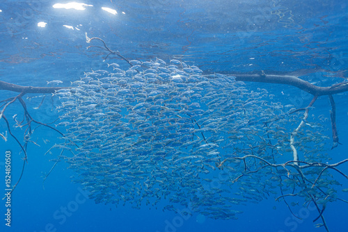 A school of small fish finds refuge among the submerged roots