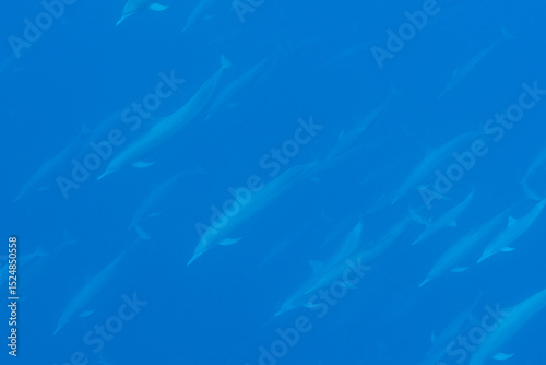 A pod of dolphins swims beneath the surface photo