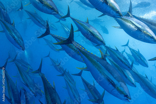 School of Yellowfin Tuna Gliding Through the Deep Blue Ocean