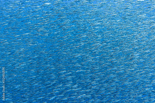 A dense aggregation of lanternfish