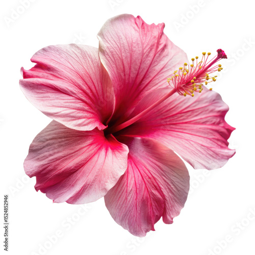 pink hibiscus flower