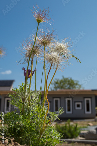 The seed heads have a characteristic 