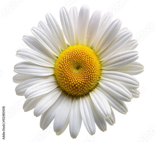daisy isolated on white background