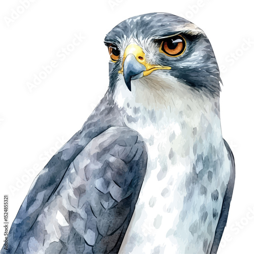 Goshawk Close Up, watercolor painting vector, high quality, isolated on a white background.