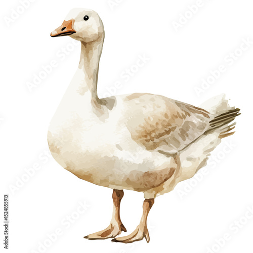 watercolor of Goose, vector high quality, isolated on a white background.