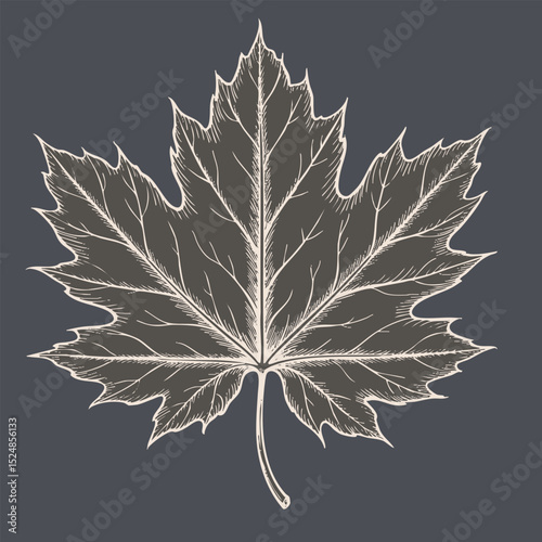 Detailed illustration of maple leaf with intricate vein patterns, set against dark background, evokes sense of nature beauty and elegance