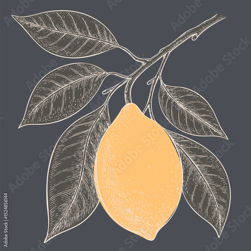 Lemon illustration with detailed leaves, showcasing vibrant yellow fruit against dark background, evoking freshness and nature
