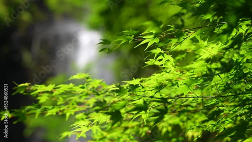 初夏の日本をイメージする新緑と滝の映像