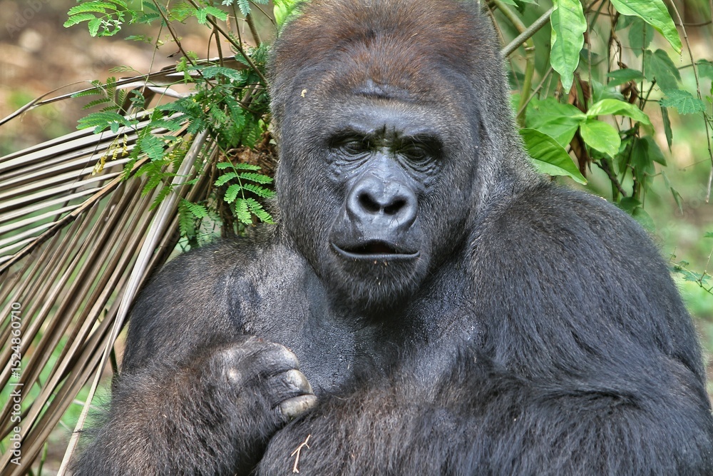 Fototapeta premium portrait of a silverback gorilla
