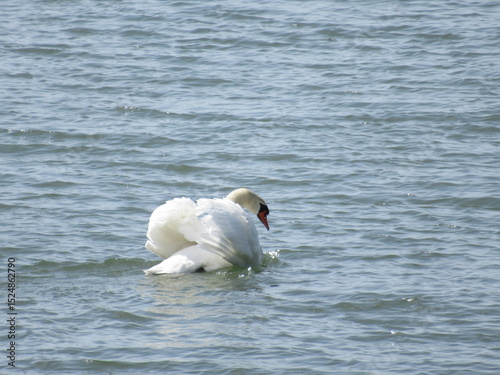 Fototapeta Naklejka Na Ścianę i Meble -  Mute swan swimming in sea