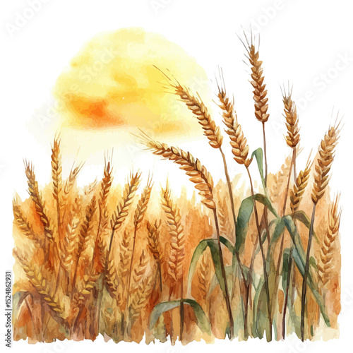 watercolor vector of Golden Wheat Field Sunset, high quality, isolated on a white background.