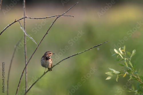 Bluethroat bird on a dry branch on a green background photo