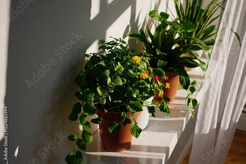 Timelapse of indoor plants growing and blooming near sunny window. Generative AI